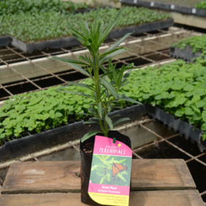Swan Plant